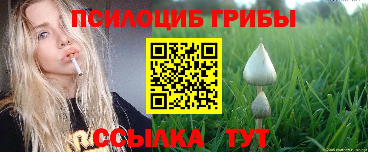 Галлюциногенные грибы Psilocybe Унеча